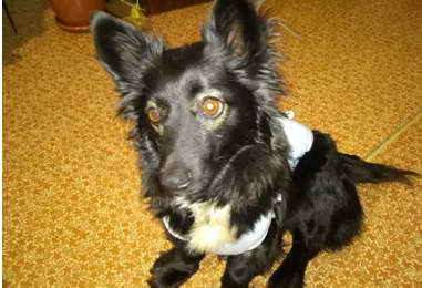 Пушистые истории. Два часа ловили, чтобы спасти