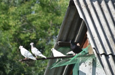 Четыре аварийных дома ещё предстоит расселить в Чулыме