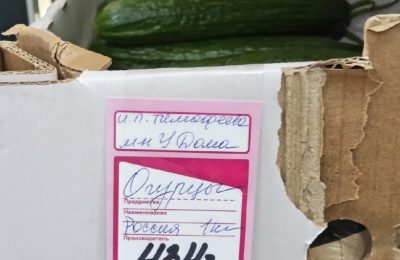 «Золотой» овощ. Огурец