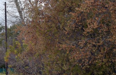 Штрафы за сорняки грозят чулымцам