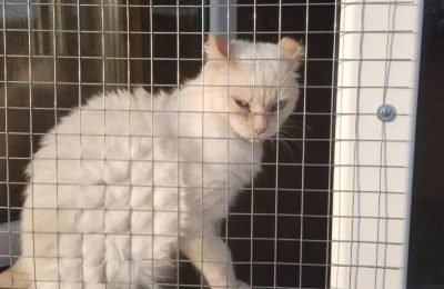 Администрация на картине: в Новосибирской области обнаружен новый случай бешенства