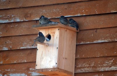 Перепись воробьев проведут в феврале
