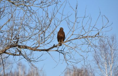 Весенняя охота