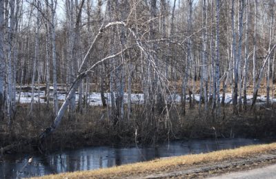 Сезон активности клещей начался в России