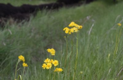 Землю — многодетным семьям