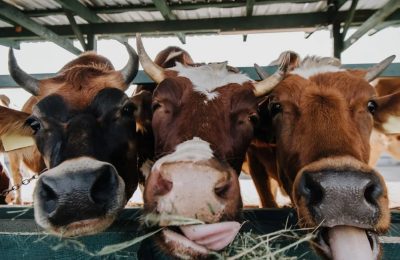 Россельхознадзор не допустил перевозку 398 сельскохозяйственных животных без документов