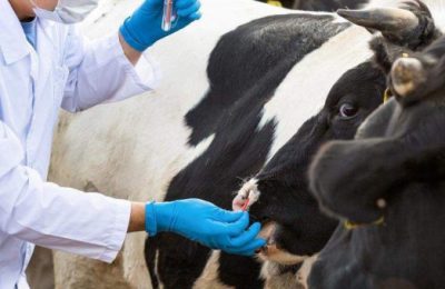 Управление ветеринарии разъясняет порядок действий при проведении изъятия животных