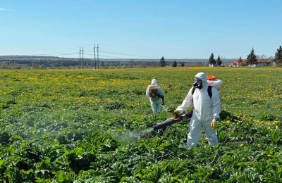 Уничтожением опасных сорняков обязаны теперь заниматься все собственники земельных наделов
