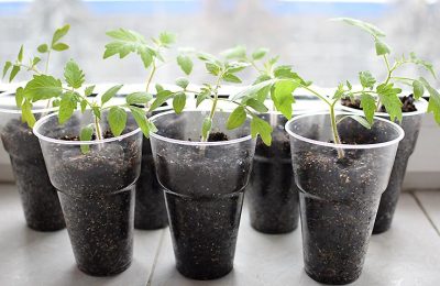 Творчество наших читателей: Владимир Бердаус «Экзотическое растение»