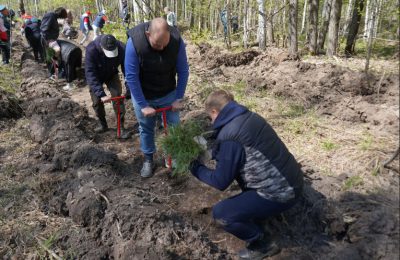 Кедровый «Сад памяти» появился в регионе благодаря добровольцам