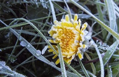 Заморозки до -5°C прогнозируют синоптики в мае в Новосибирской области