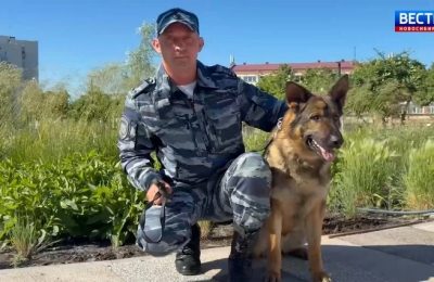 В Новосибирске служебная собака по кличке Ромул помогла полицейским раскрыть ограбление