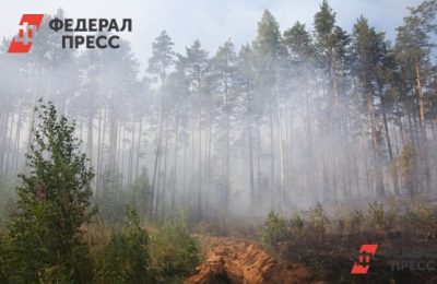 Томские медведи идут в Новосибирскую область из-за пожаров