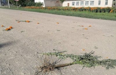 Кому помешали цветы?